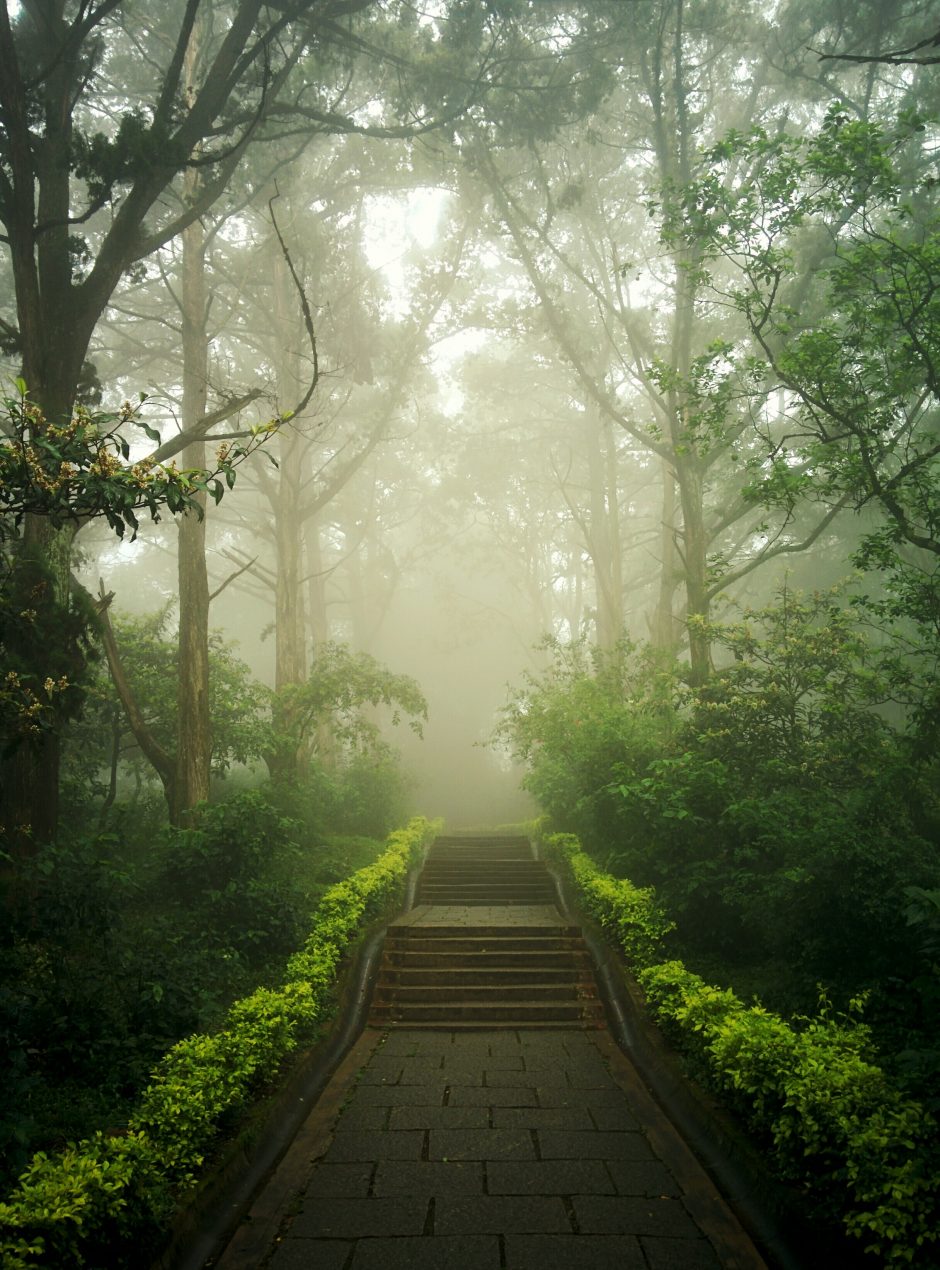 Stairs made of stones going upwards in a green forest. There are trees on both sides of the stairs and small hedges following the border of the stairs.
The photo is there to symbolise moving forward into something green and fruitful.